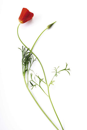 Poppy flowers, papaver nudicaule, close-upの写真素材
