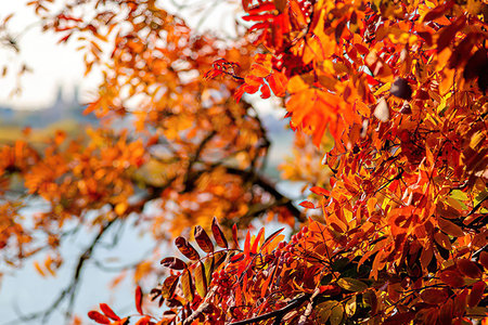 Autumn foliage against the sky, close up