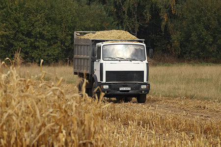 Harvesting of corn by a truck in the countryside in autumnの写真素材