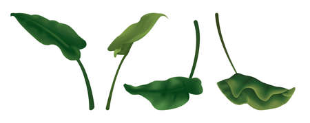 Isolated image of large tropical leaves. Set with exotic leaves on a white background. Vector illustration.のイラスト素材