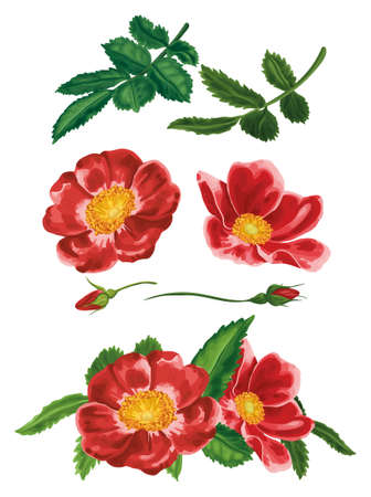 Flowers and leaves of wild rose on a white background. Disassembled composition with red wild rose flowers. A set of isolated plants: open and closed buds, various leaves. Vector, Cut out.のイラスト素材