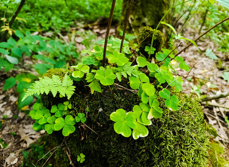 Photo of a fairy mossy stump. Fantasy forest atmosphere: clover leaves, small cute fern, green moss...