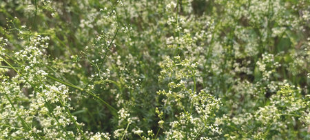 Delicate floral background with a romantic rustic meadow. Small white flowers on thin green...