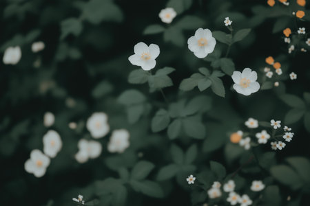 Whispers of Spring: Delicate white blooms emerge from a lush bed of verdant foliage, their petals soft and serene against the backdrop of nature's embrace.の素材