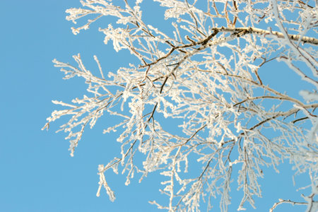 Blue sky and snow-covered tree branches