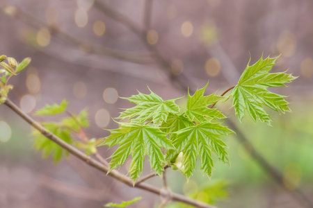 Fresh young green leaves on a branch in the spring forest. Spring, spring awakening of nature.
