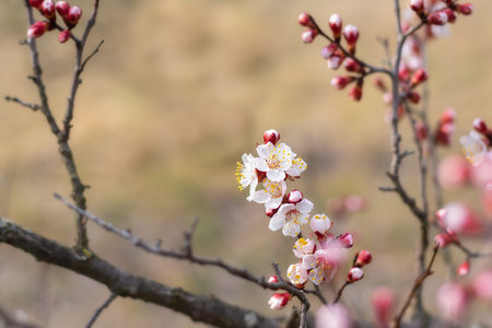 Spring,apricot blossoms.White flowers apricots on a branch.