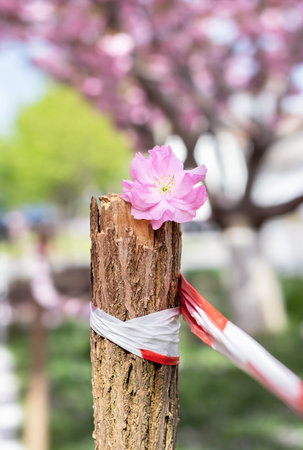 Pink sakura flower on wooden pole with bounding tape.No entry.