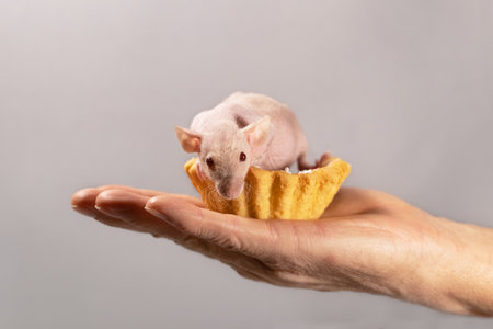 Cake with a cute sphinx rat inside.Pets and cake.Humor concept.の写真素材