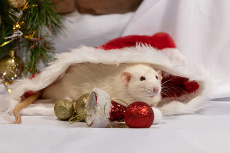 Christmas postcard template.White cute decorative rat,santa hat with christmas decorations.の写真素材