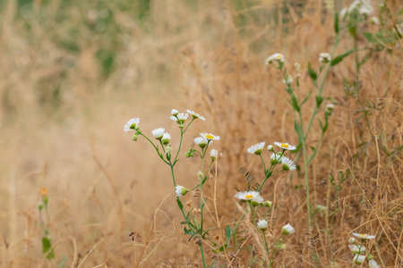Blooming wild chamomile in the meadow.Summer floral background.Beautiful nature.