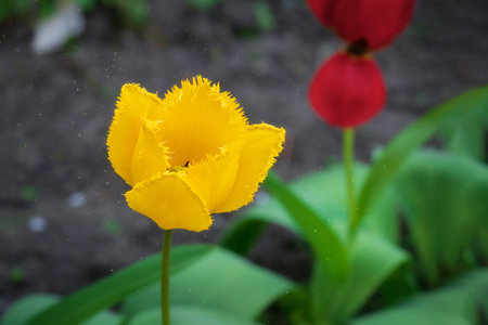 Beautiful yellow tulip flower blooms in late spring.Spring flowers.Flowers in the garden.の写真素材