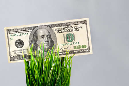 One hundred american dollar banknote.Cash paper money in a bunch of green grass.Space for text.の写真素材