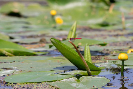 Dragonfly sitting on a dry branch.Bright sunny day on the lake.