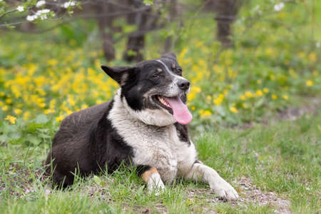 A happy dog with a funny smile walks in a blooming spring garden.Walk with the dog, greeting card, spring concept.の写真素材