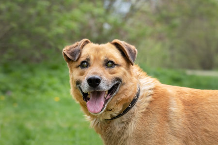 A blind young dog smiles, enjoys life on a walk.Vision problems in a dog.The concept of helping animals.の写真素材