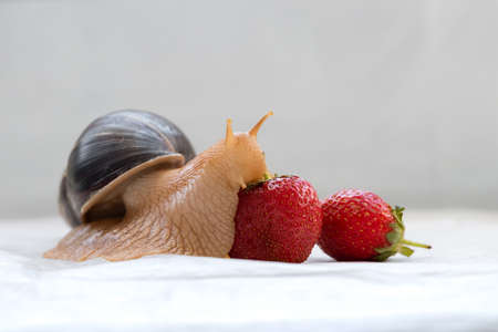 Giant snail pet.African snail achatina eats ripe strawberries.の写真素材