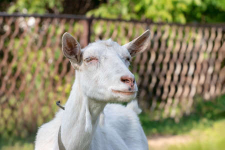 A funny domestic white goat covered her eyes from the bright sun.Close-up.Livestock on grazing.の写真素材