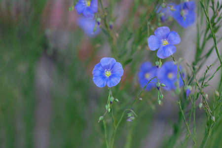 Small blue flowers on a soft green background in the open air.Natural floral background.Copy space.の写真素材