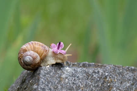 A grape snail with a lilac flower on its head crawls on the stone. Snail and flowers.の写真素材