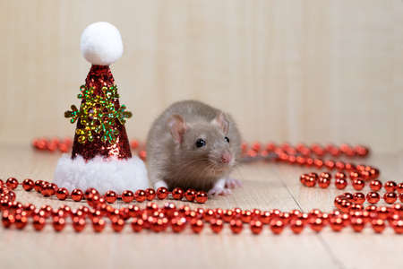 Cute decorative rat baby with santa claus hat on festive Christmas background.Christmas and pets.の写真素材
