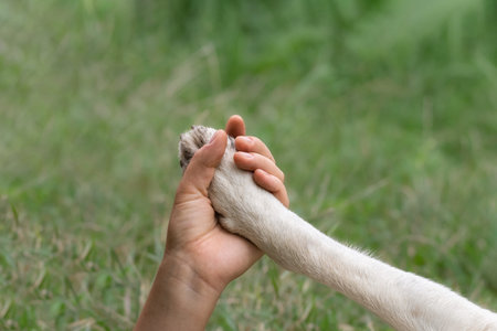 Woman's hand holding a dog paw. Conceptual image of friendship, trust, love, the help between the...