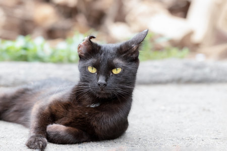 A stray black dirty cat with a broken ear lies on the street on the asphalt.The concept of life of homeless animals on the street.の写真素材