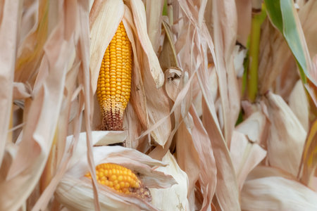 Ripe dry cob of corn in the field.Harvest corn in the fall.