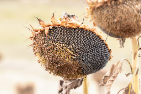 Ripe sunflower in the autumn field. Ripened dry sunflower ready for harvesting.Sunflower harvest concept.の写真素材
