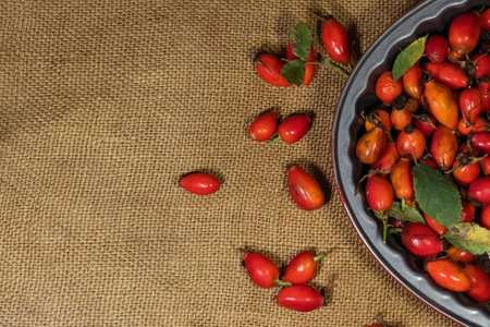 Autumn composition with ripe rose hips. Medicinal plants and herbs composition.Copy space.の写真素材