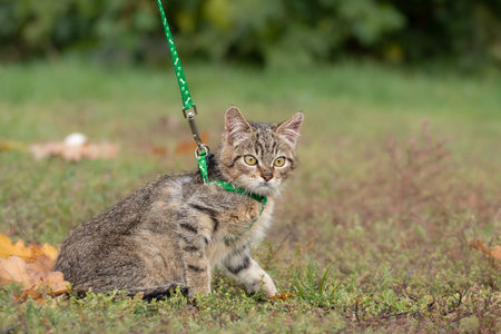 A small frightened kitten in a harness walks outside for the first time.The concept of safe walking on the street of pets.の写真素材