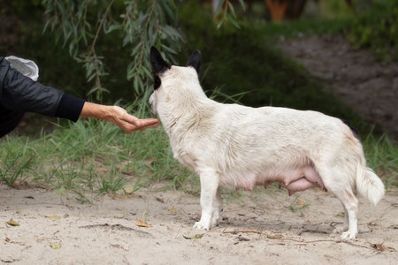 A man feeds a homeless nursing mother dog on a deserted beach.A homeless dirty dog eats dog food.The concept of helping and protecting homeless animals.の写真素材