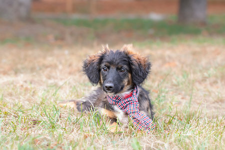 Portrait of a dog in a tie.A dog in clothes.A cute puppy in a multi-colored tie walks outside in the...