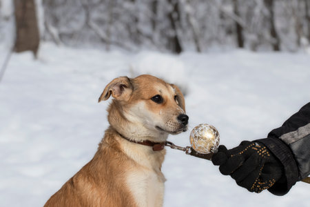 Dog with Christmas ball. An animal shelter worker holding a Christmas ball in front of a puppy nose at a photo shoot.の写真素材