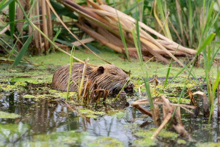 Wild nutria in the river.Young nutria in the water eat grass.Life of wild animals in nature.の写真素材