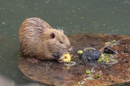 Nutria in the river.Nutria cubs live in the city river and eat vegetables brought by humans.の写真素材