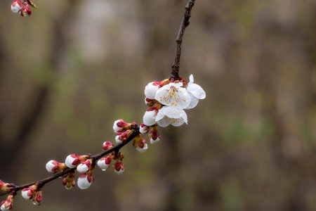 Beautiful white branches of a blooming apricots in the spring. Flowering branch of apricots with raindrops on the petals.の写真素材