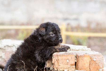 Portrait of little stray mongrel puppy outdoor.Care for abandoned animal, protection of stray dogs.の写真素材