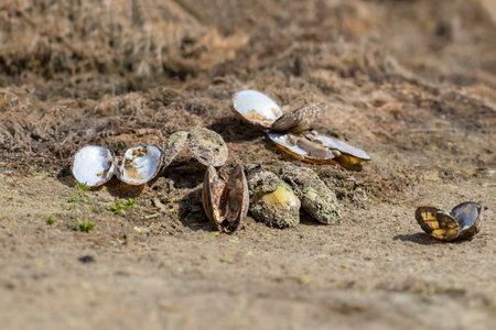 Cluster of dead mussels with open shells and dried meat in the early morning light.の写真素材