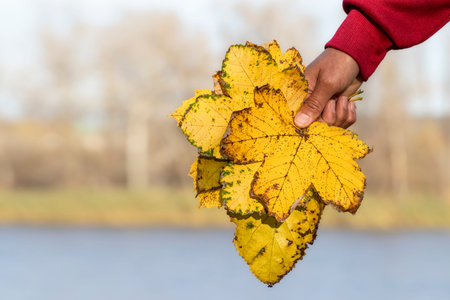 Dry autumn leaves in the hands of a human.Autumn concept.