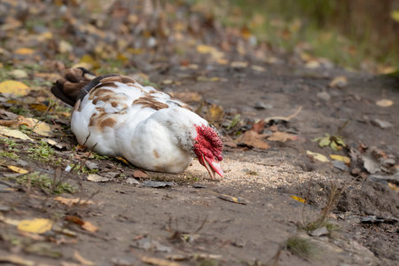 Wild duck on the river bank.The life of wild ducks in their natural habitat.の写真素材