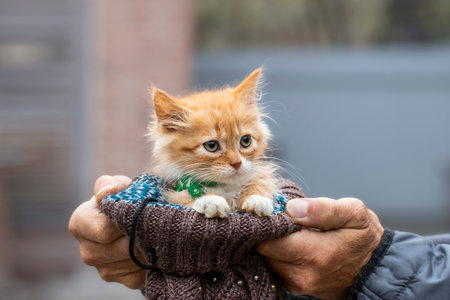 Portrait of a kitten in a shelter.Cute mongrel kitten in a shelter for homeless animals.The concept of a person helping and caring for homeless animals.の写真素材