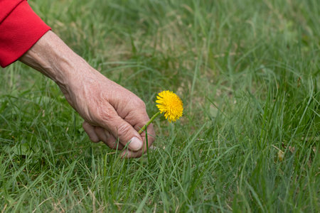 Yellow dandelions and man.Hands holding yellow dandelion flowers.の写真素材