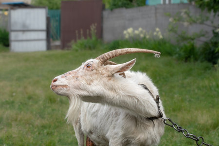 White goat face with big horns on green meadow.Funny goat scratches its back with its horns.の写真素材