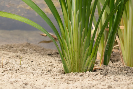 Reeds growing on the shore of a pond in a village in summer.の写真素材