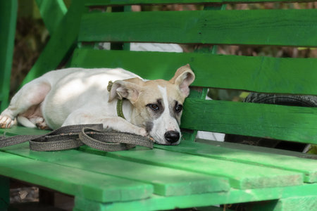 Sad lonely dog.A sad dog from a shelter for homeless animals is lying on a bench.の写真素材
