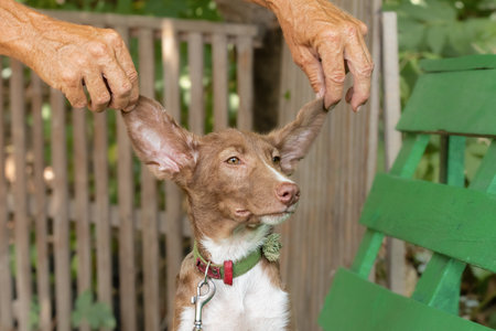 Puppy with big ears.A man holds the big ears of a cute funny puppy.Portrait of a funny dog.の写真素材