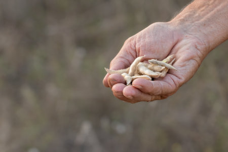 Dry soybean pods.A farmer holds mature soybean pods in his hand.の写真素材
