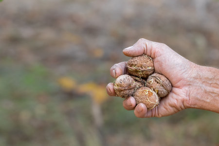 Ripe walnut.The concept of harvesting walnuts in autumn.A man holds a handful of ripe walnuts in his hand.の写真素材