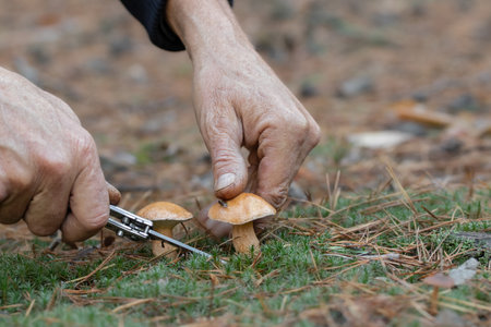 Mushroom picking in forest.A mushroom picker cuts mushrooms with a knife.の写真素材